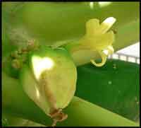 Male and recently-fertilized de-pentandria flowers in fusion 