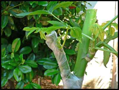 Successful papaya side-graft