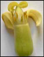 Male flower minus petals with 2 whorls of different length alternating stamens.