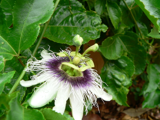 Flower with erect styles