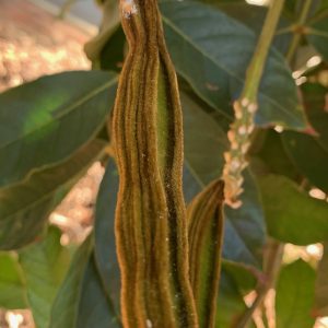 Young insignis pods, the Inga species commonly found in SW WA