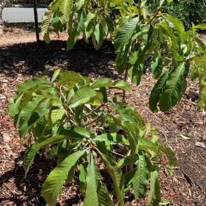 A young tree in suburban Perth