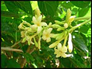 Normal looking inflorescence in a
sex-reversing male