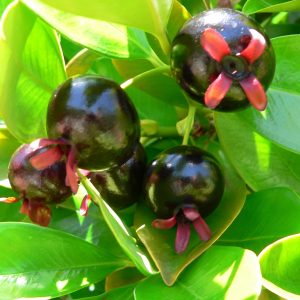 eugenia brasiliensis fruit