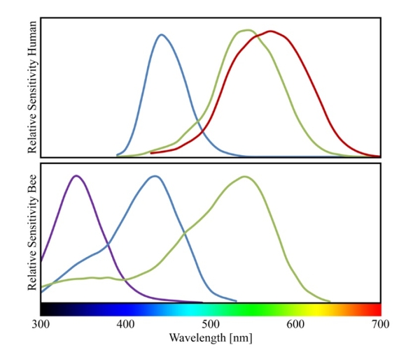 Human and honeybee photoreceptor spectra