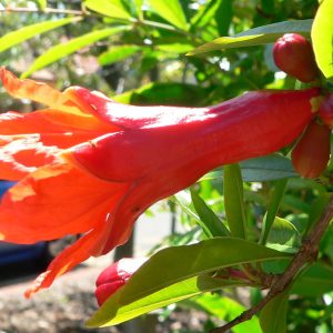 Male flower