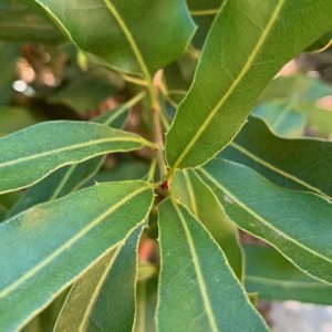 Integrifolia has 3 leaves per node, tetrraphyila 4