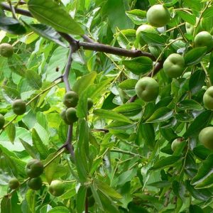 maturing fruit, note the zig-zagged branching