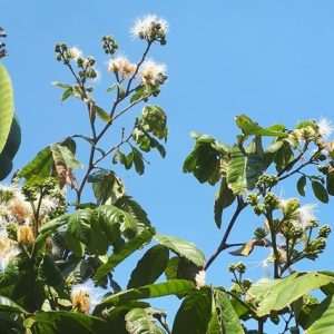 Inflorescences