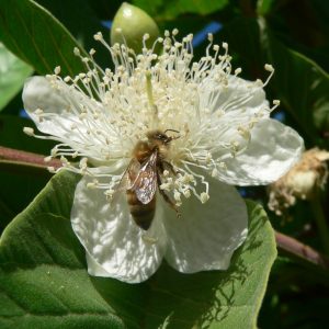 Bee pollination