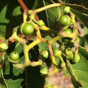 Maturing edible peduncles & petioles