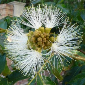 Inflorescences of the most common species in WA – I insgnis