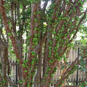 Maturing cauliflorous fruit