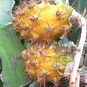 megalanthus spines, easily brushed off with ripe fruit