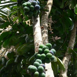 PR maturing fruiting